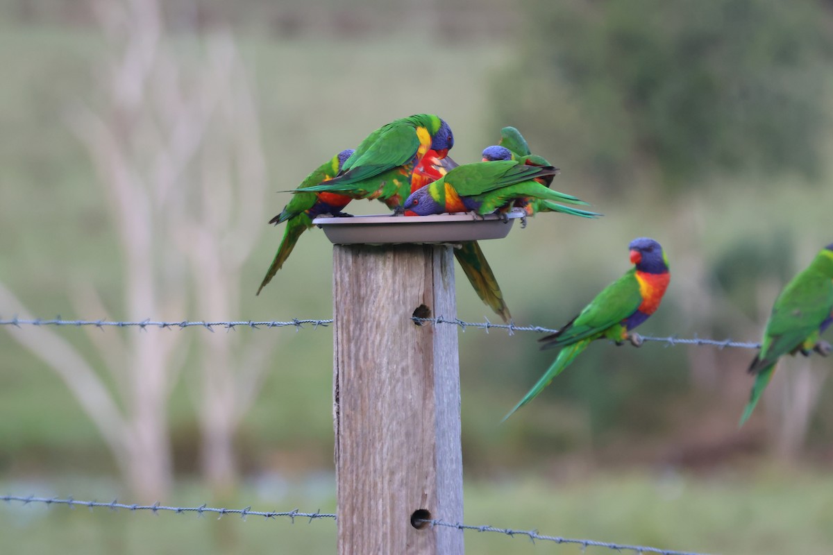 Loriquet arc-en-ciel - ML646101578