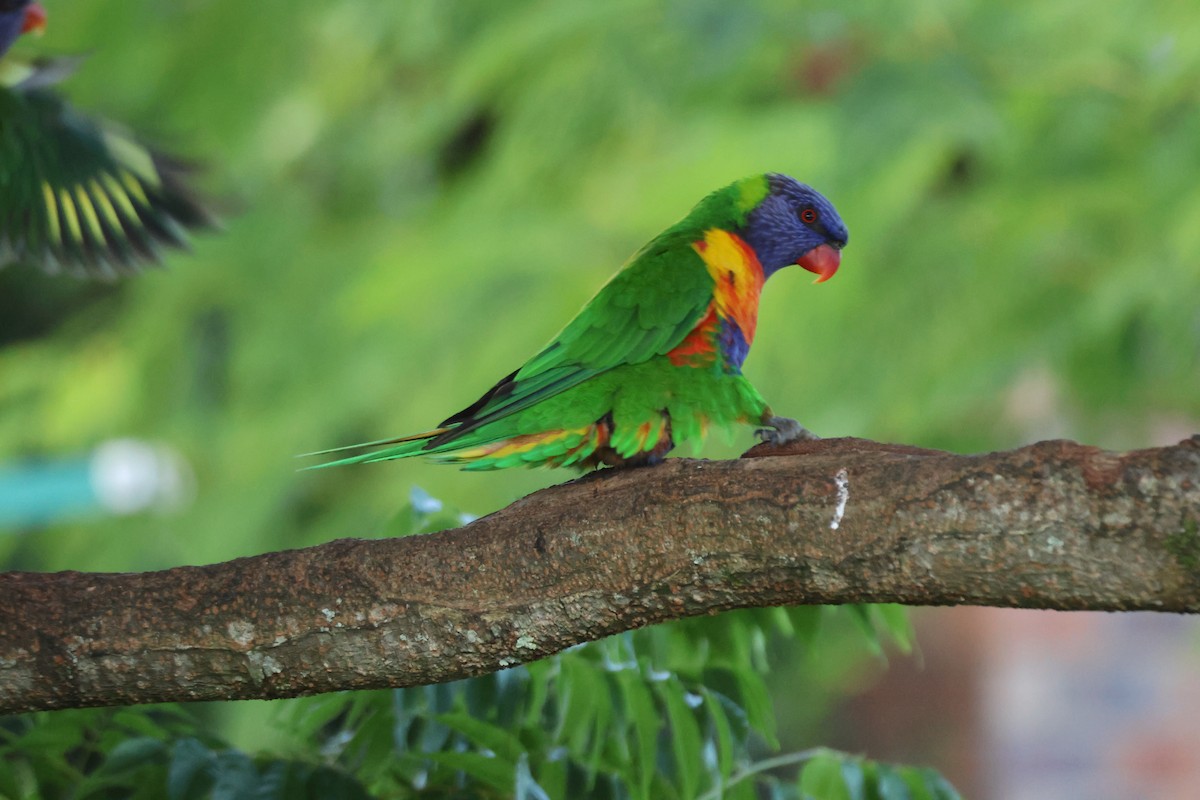 Loriquet arc-en-ciel - ML646101580