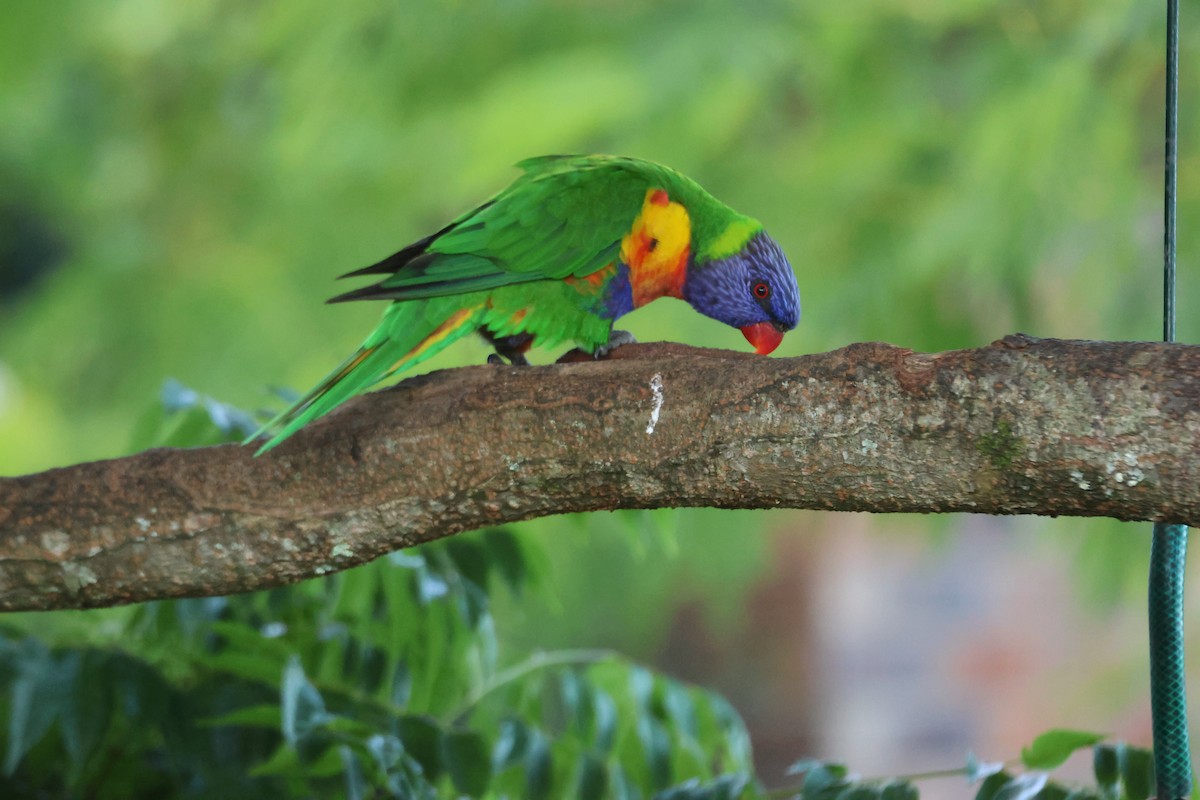 Loriquet arc-en-ciel - ML646101581