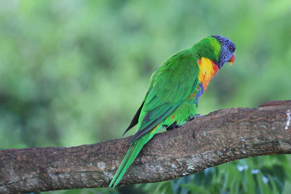 Loriquet arc-en-ciel - ML646101582