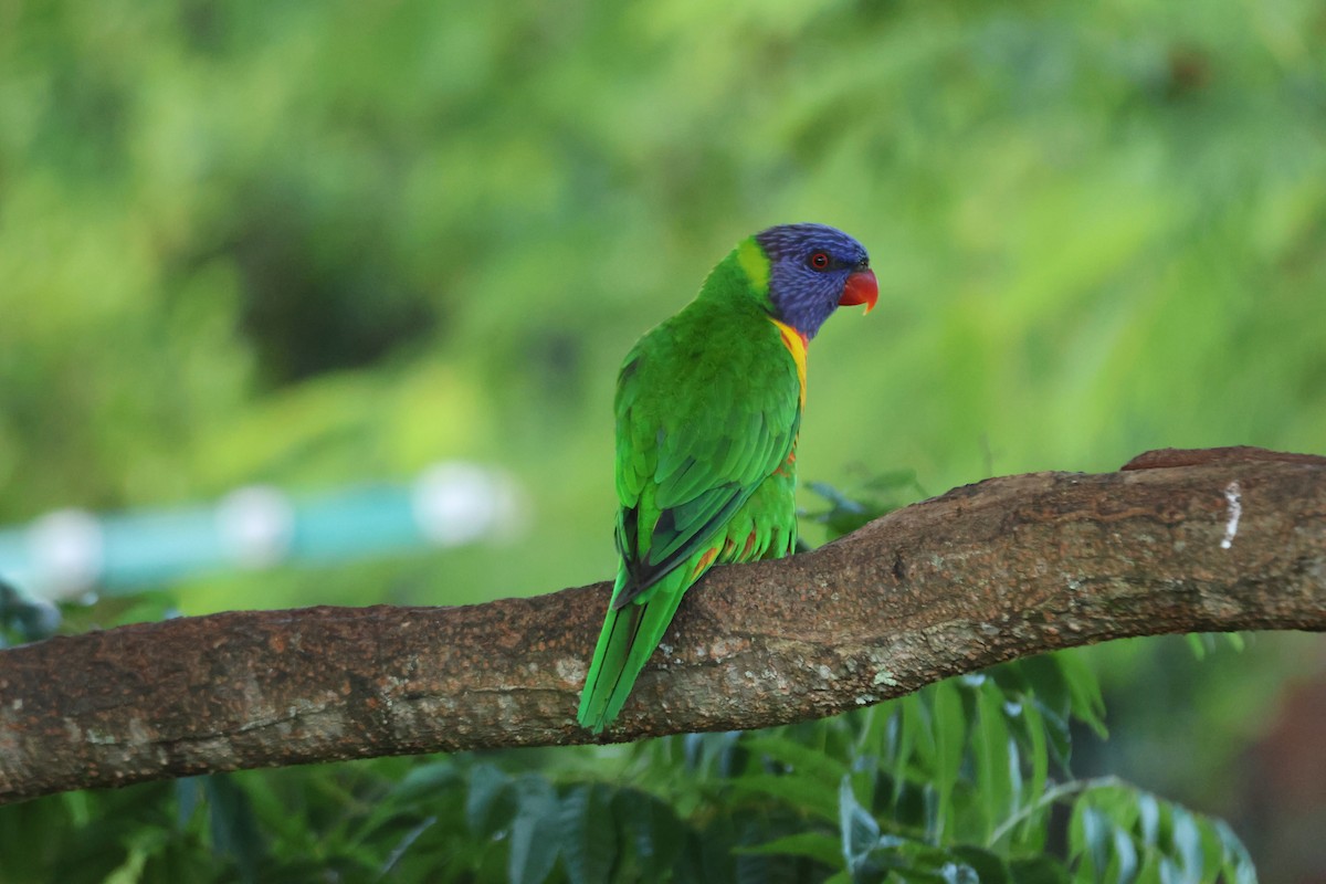 Loriquet arc-en-ciel - ML646101583