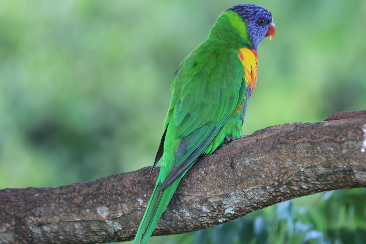 Loriquet arc-en-ciel - ML646101584