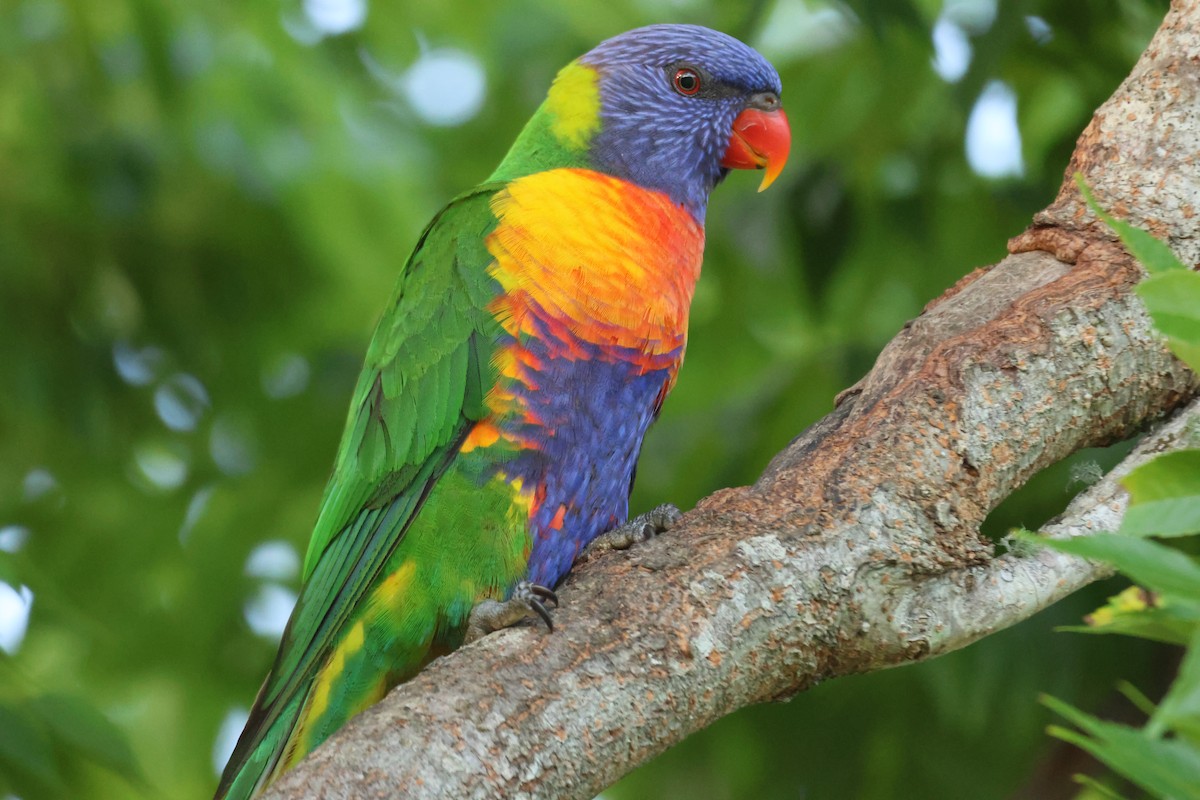 Loriquet arc-en-ciel - ML646101585