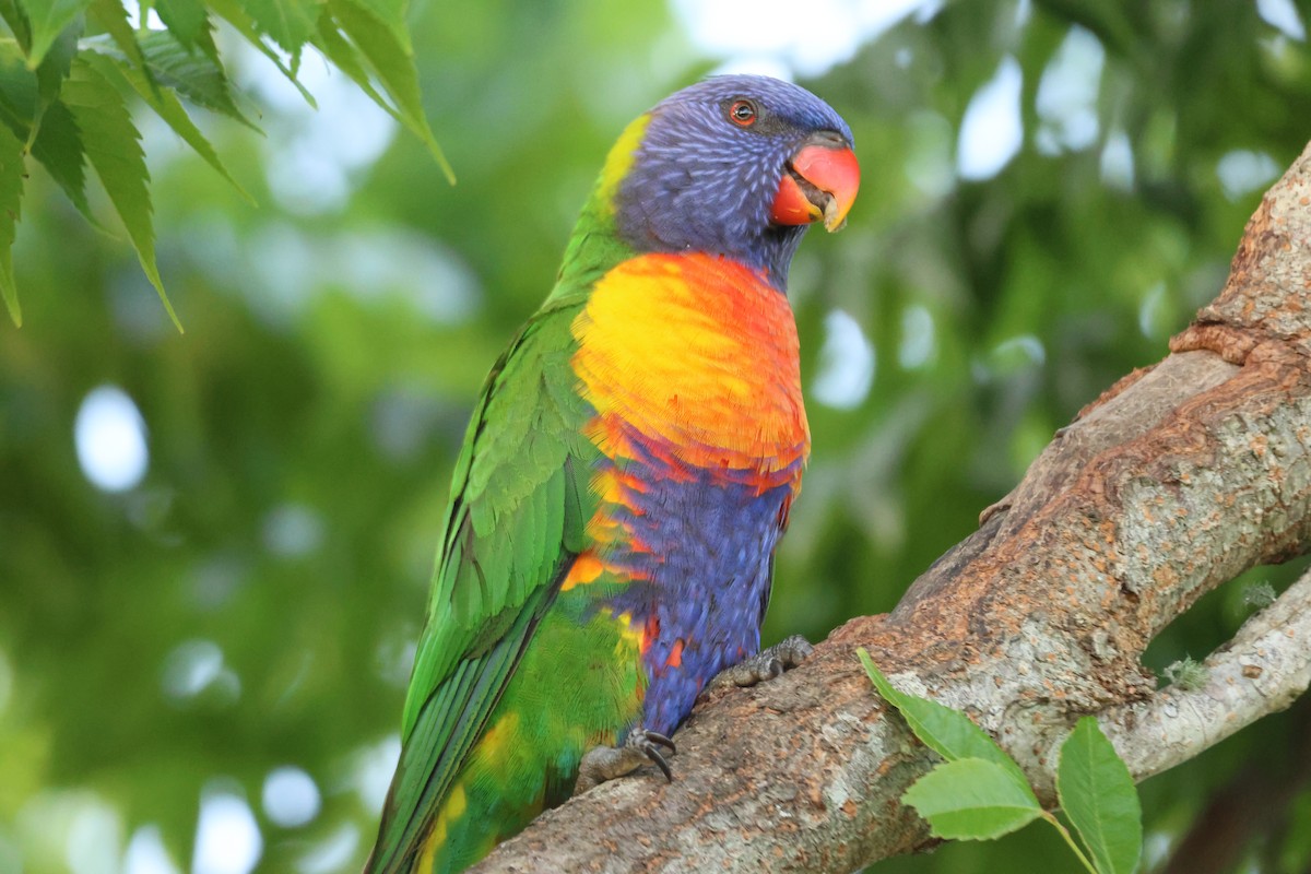 Loriquet arc-en-ciel - ML646101586