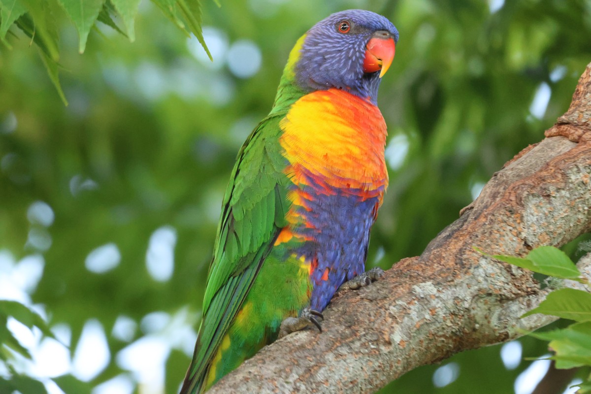 Loriquet arc-en-ciel - ML646101587