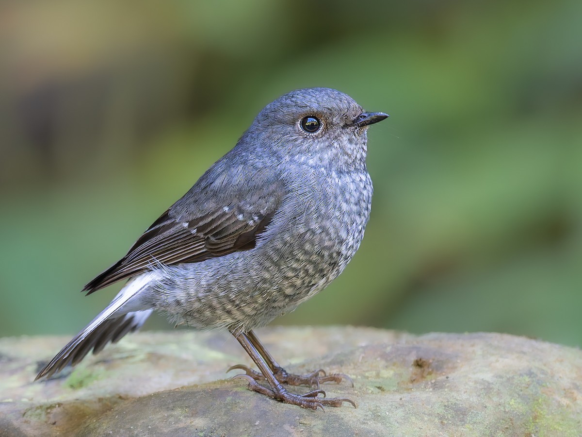 Plumbeous Redstart - ML646101589