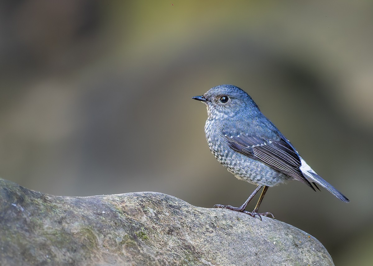 Plumbeous Redstart - ML646101590
