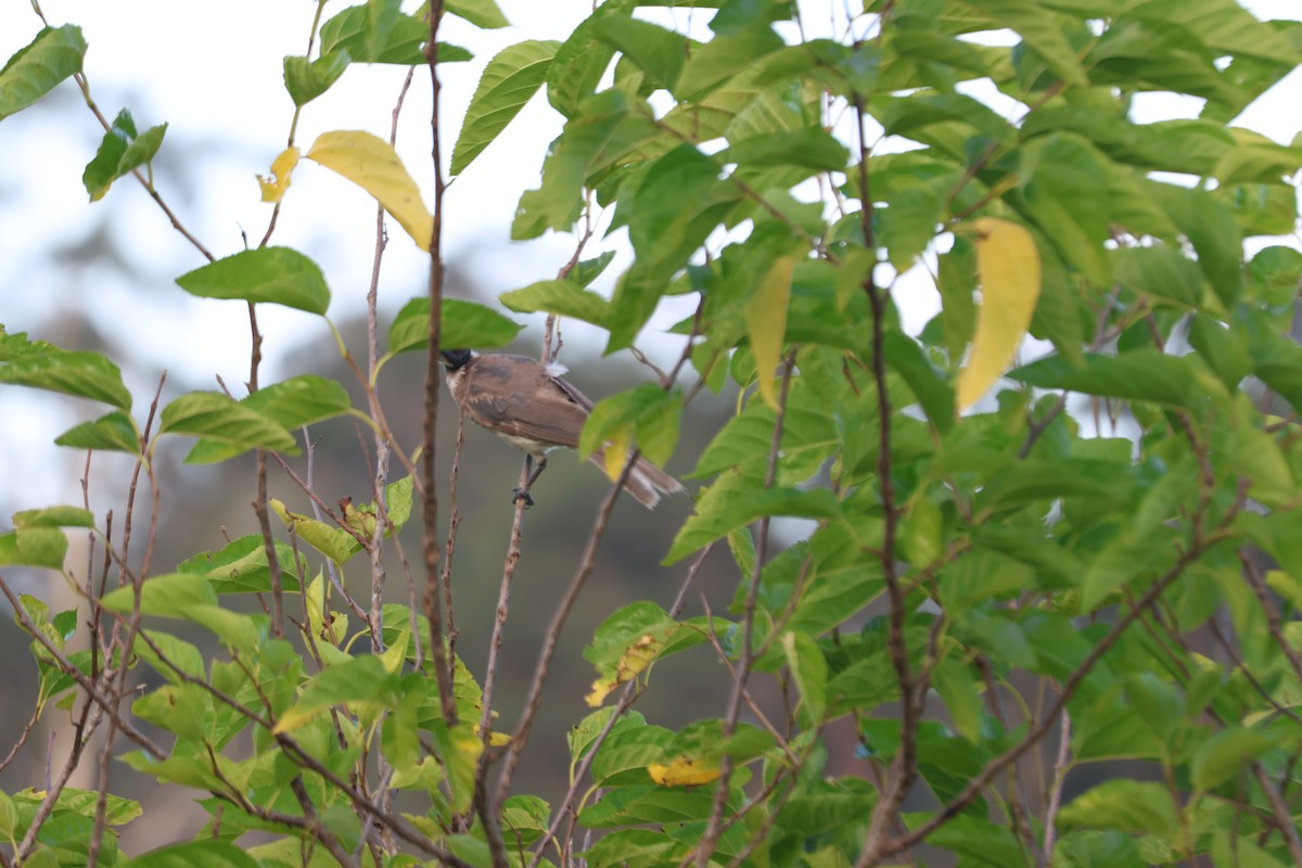 Polochion criard - ML646101591