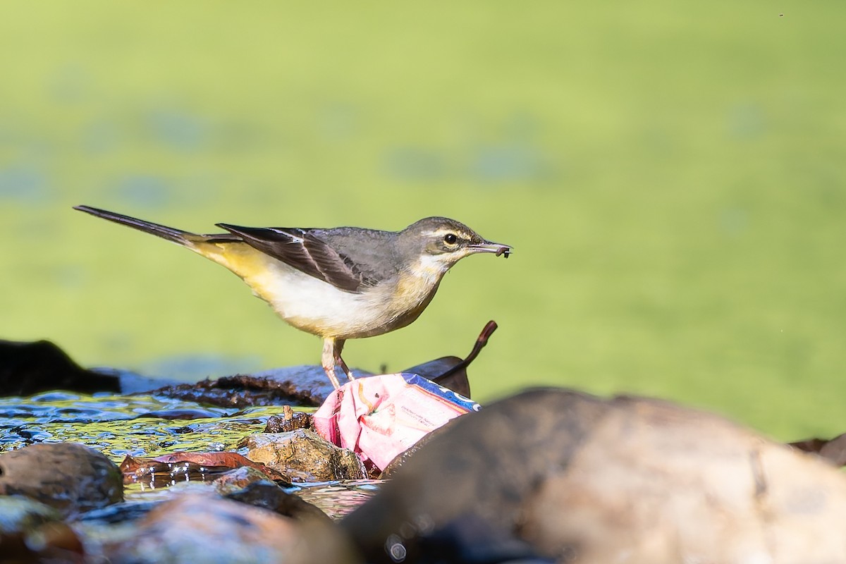 Gray Wagtail - ML646101594