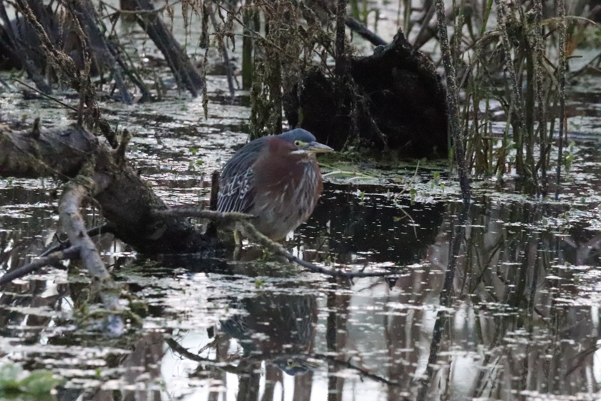 Green Heron - ML646101595