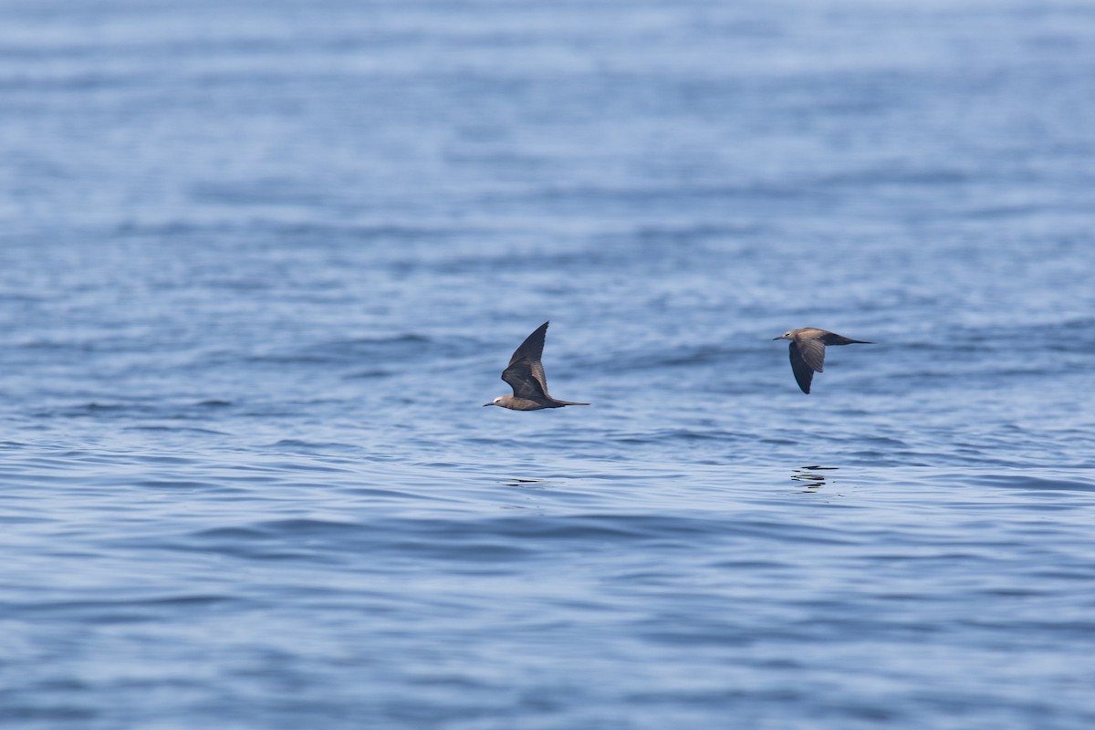 Noddi brun - ML646101596