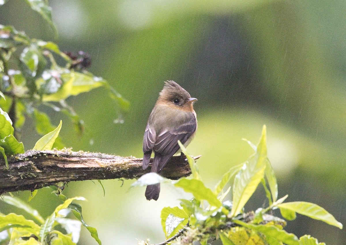 Moucherolle huppé - ML646101598