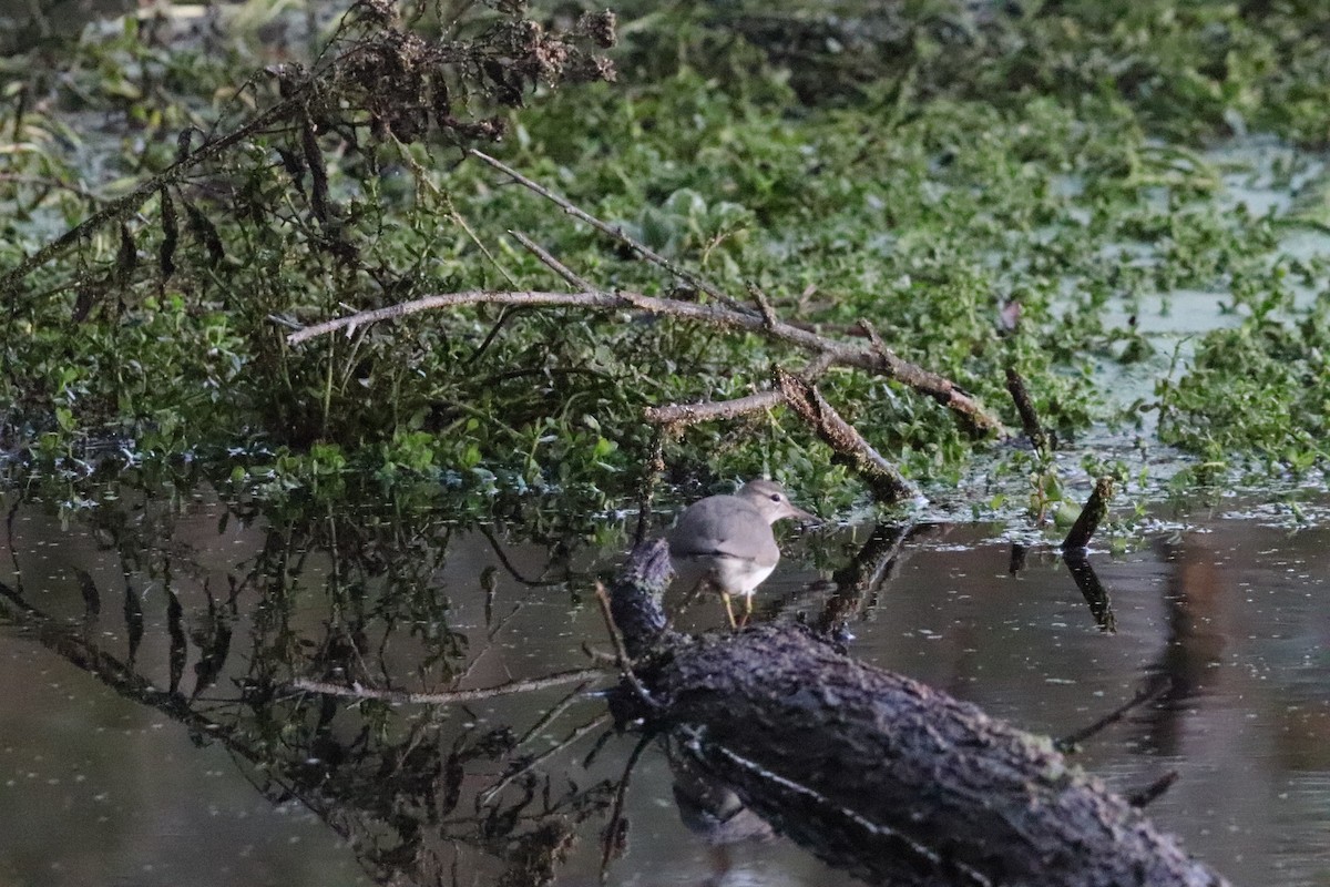 Chevalier grivelé - ML646101599