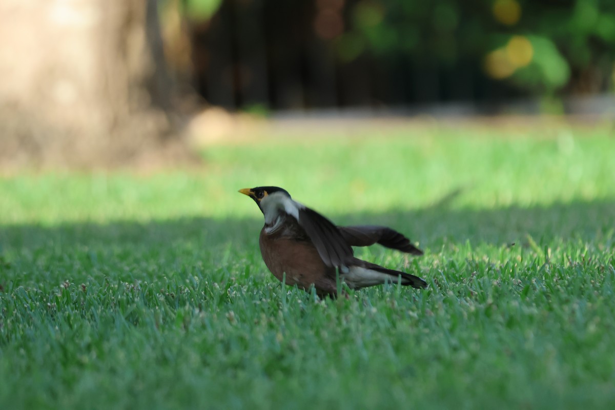 Martin triste - ML646101601