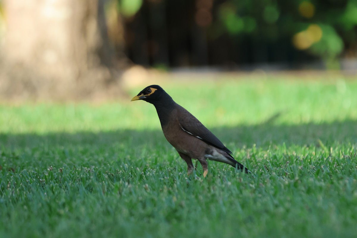 Martin triste - ML646101602