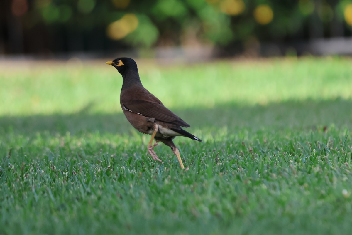 Martin triste - ML646101603