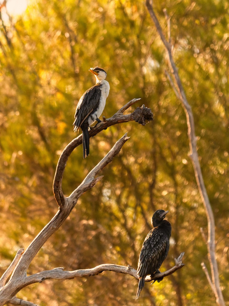 Cormoran pie - ML646101604