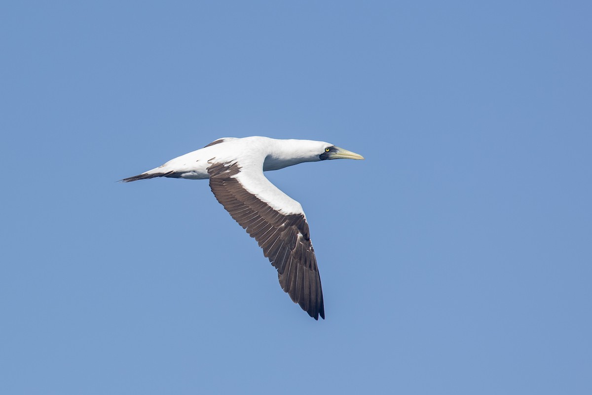 Fou masqué - ML646101605