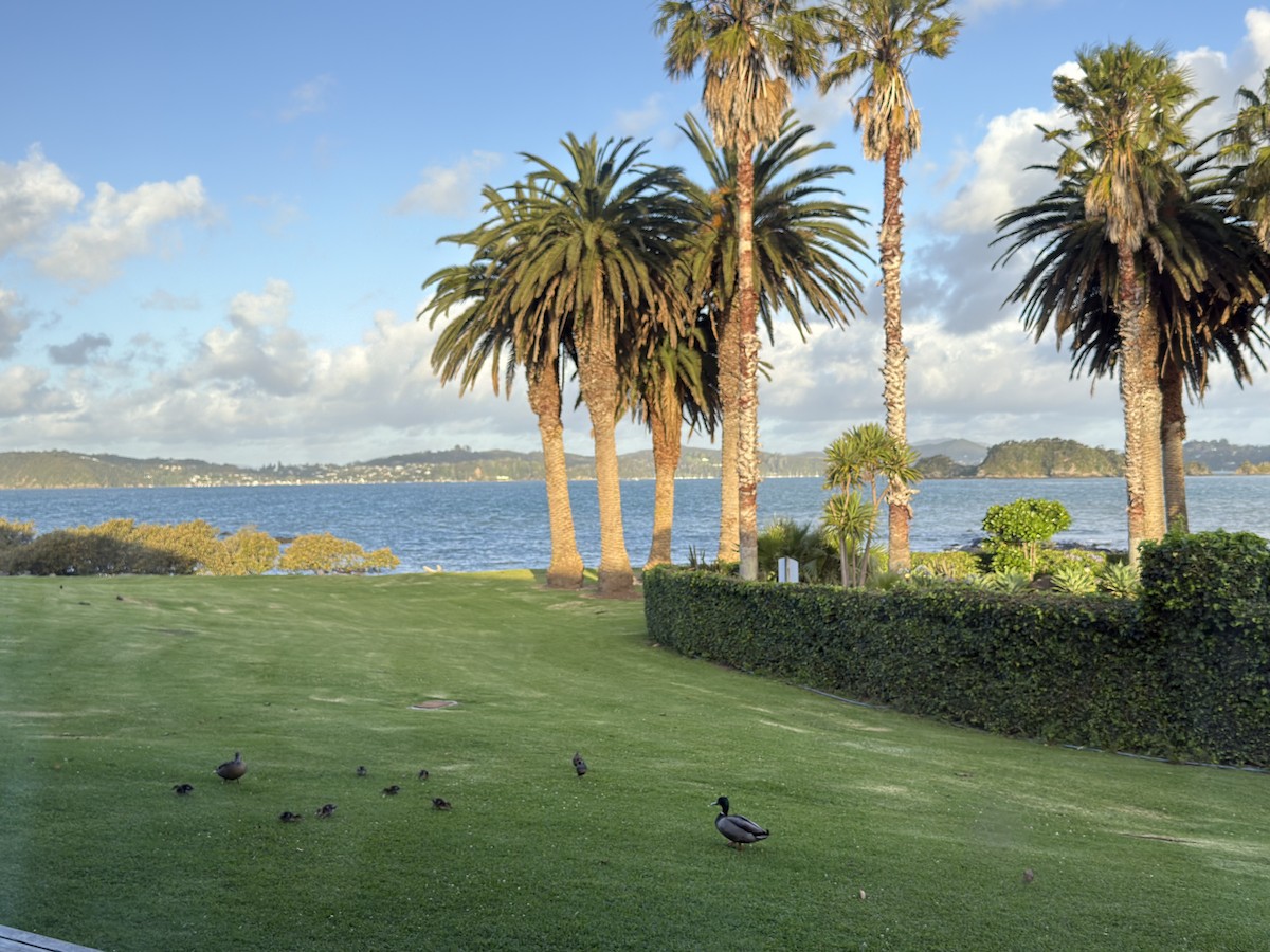 Canard colvert - ML646101606