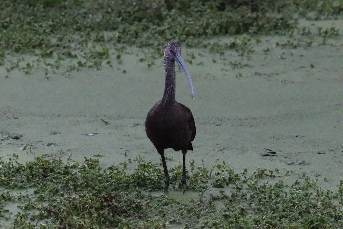 Ibis à face blanche - ML646101607