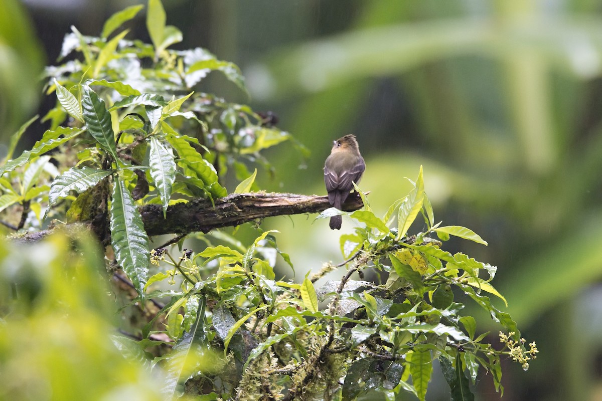 Moucherolle huppé - ML646101609