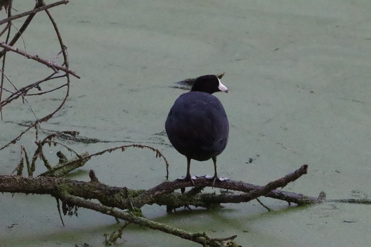 Foulque d'Amérique - ML646101610