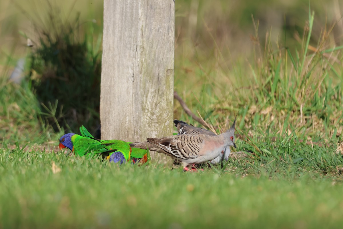 Colombine longup - ML646101611