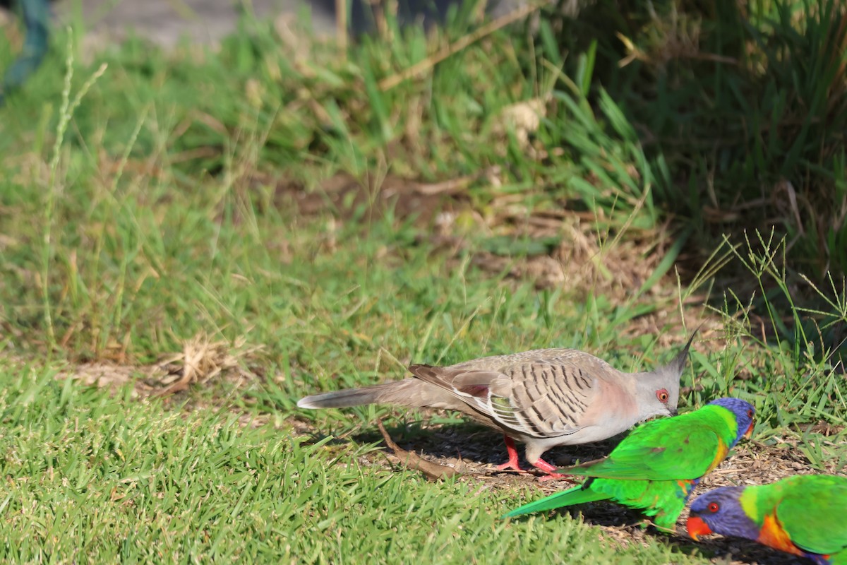 Colombine longup - ML646101612