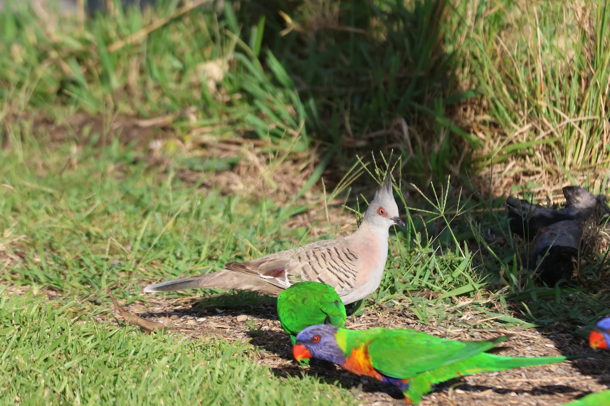 Colombine longup - ML646101613