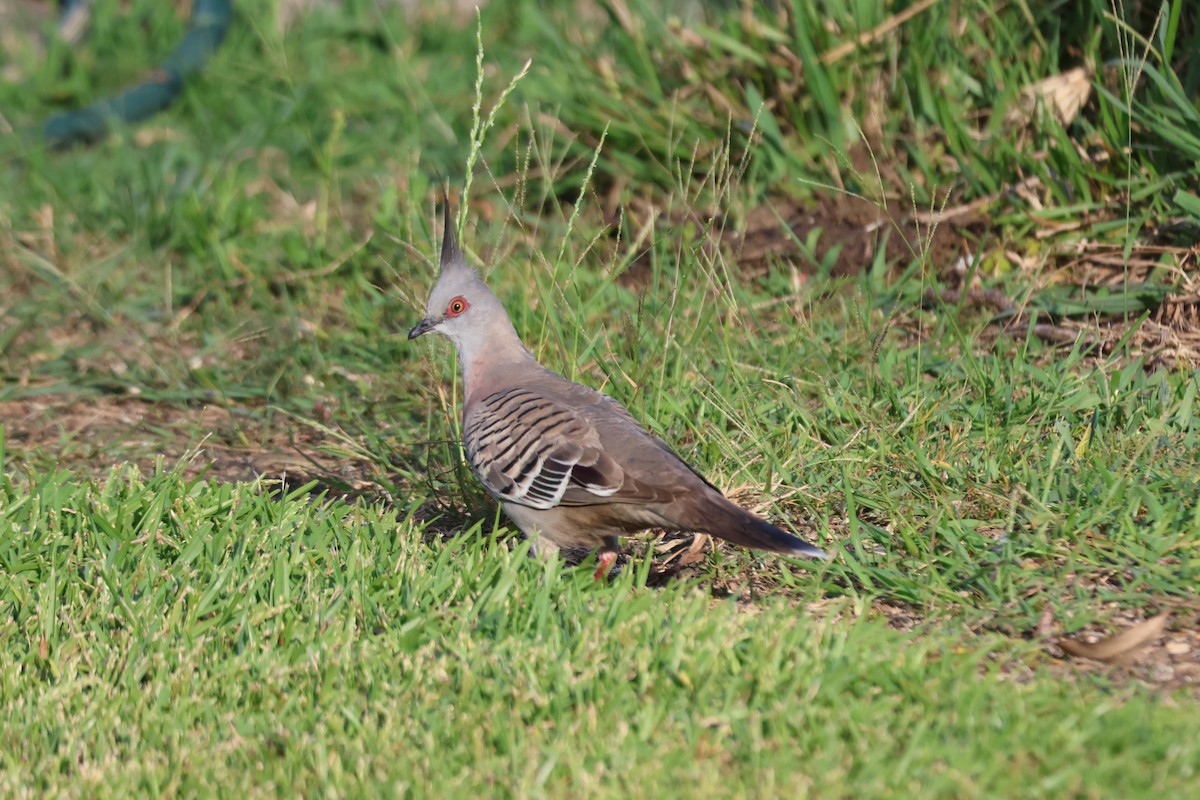 Colombine longup - ML646101614