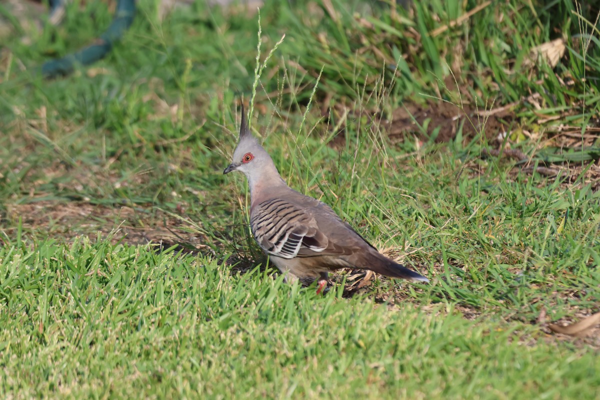 Colombine longup - ML646101615