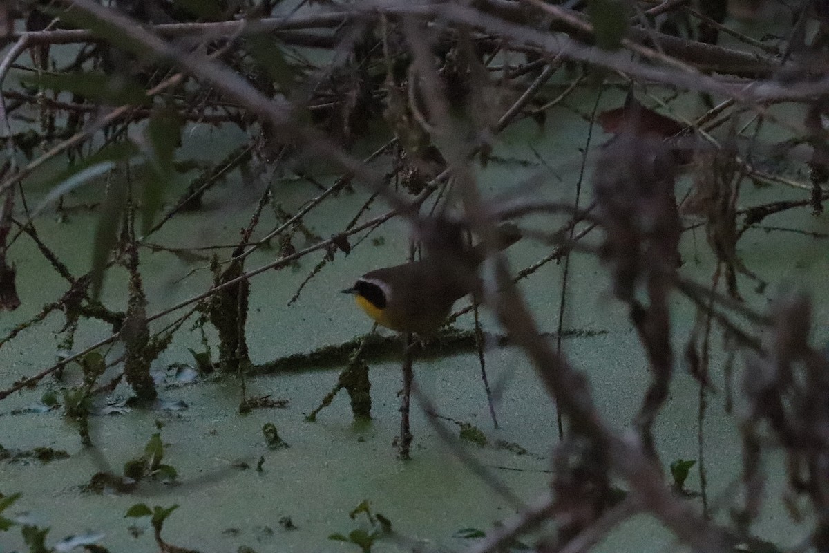 Paruline masquée - ML646101616