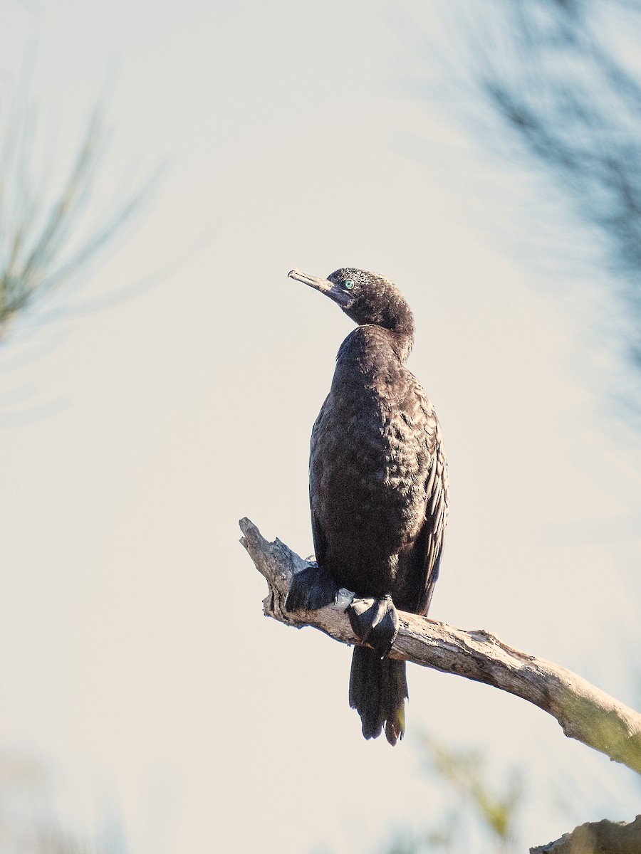 ミナミクロヒメウ - ML646101622