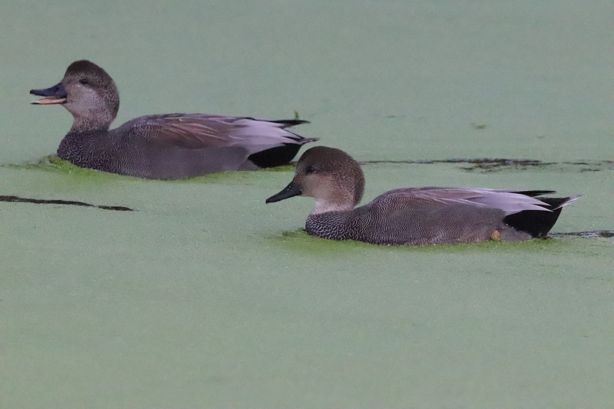 Canard chipeau - ML646101625