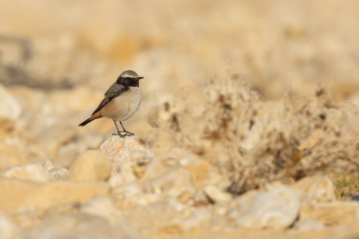 Kurdish Wheatear - ML646101632