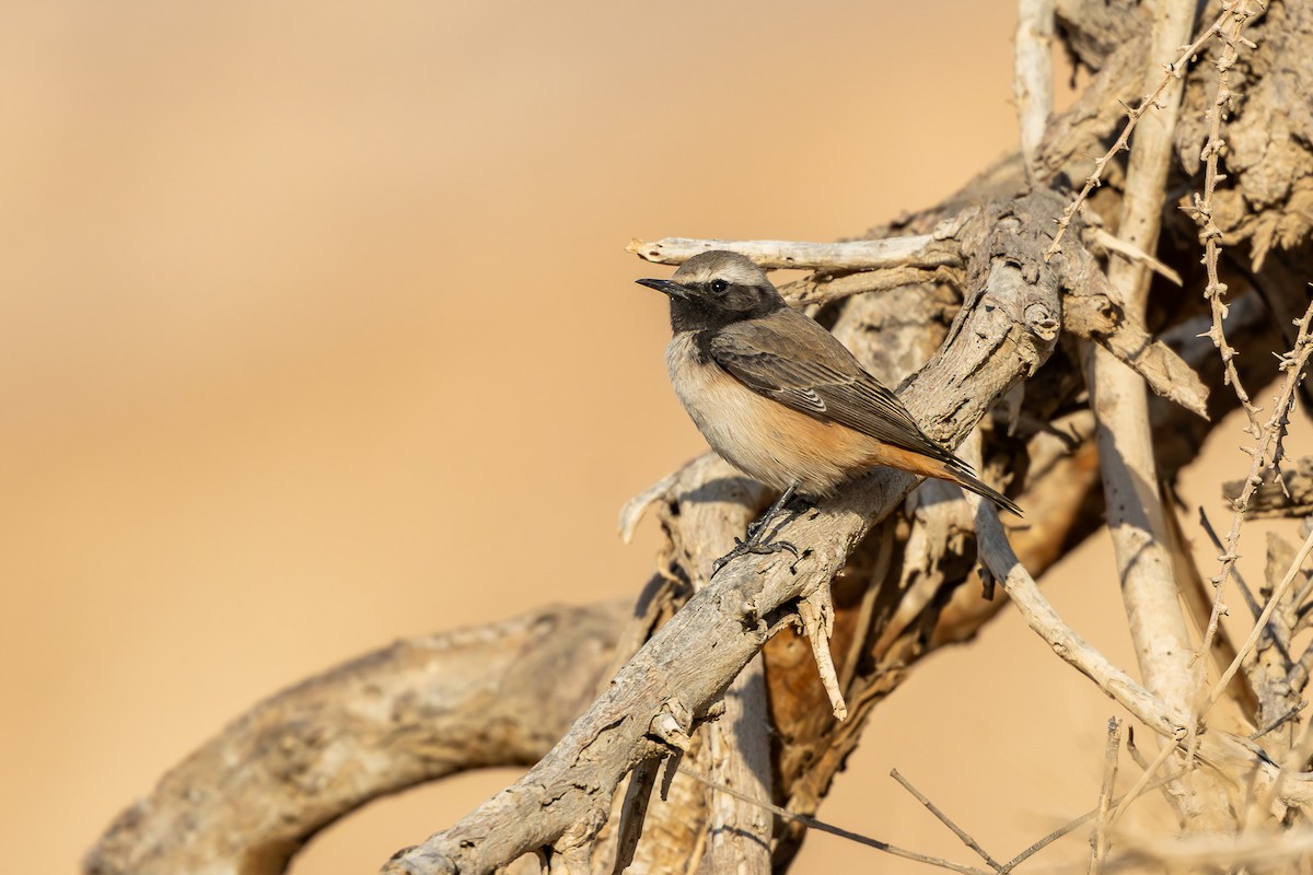 Kurdish Wheatear - ML646101633
