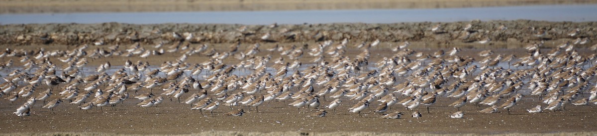 Tibet Cılıbıtı - ML646101634