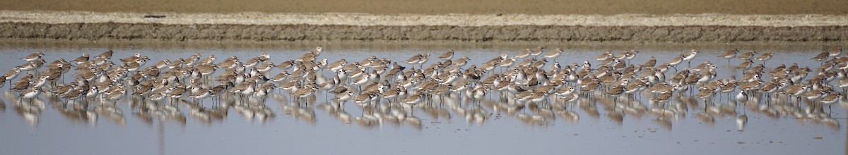 Tibet Cılıbıtı - ML646101635