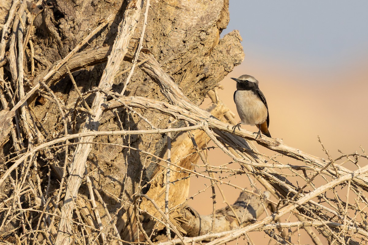 Kurdish Wheatear - ML646101636