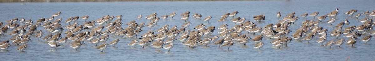 Tibet Cılıbıtı - ML646101638