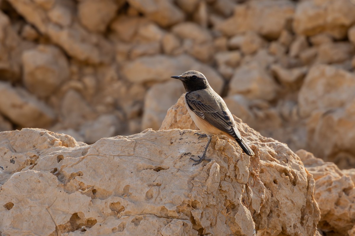 Kurdish Wheatear - ML646101639