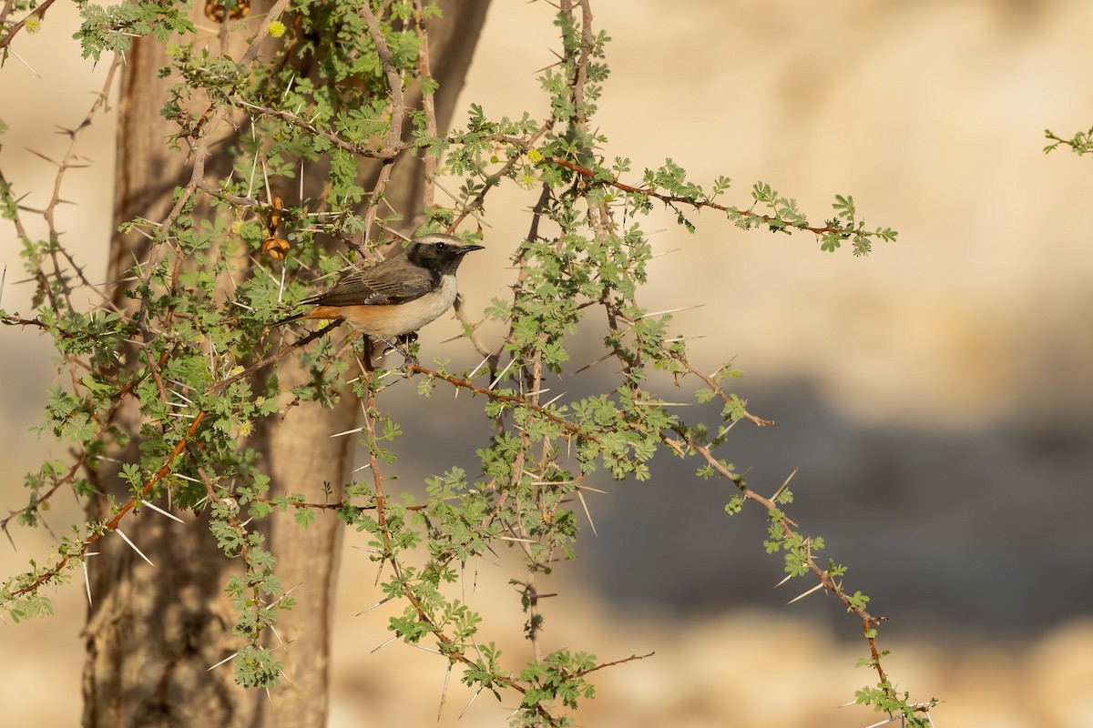 Kurdish Wheatear - ML646101641