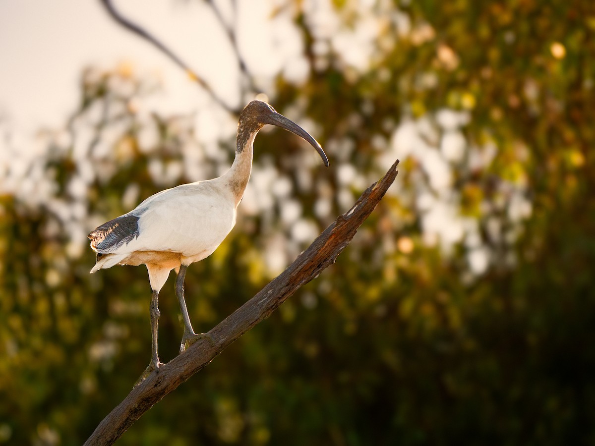 オーストラリアクロトキ - ML646101642