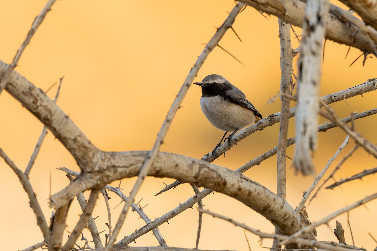 Kurdish Wheatear - ML646101644