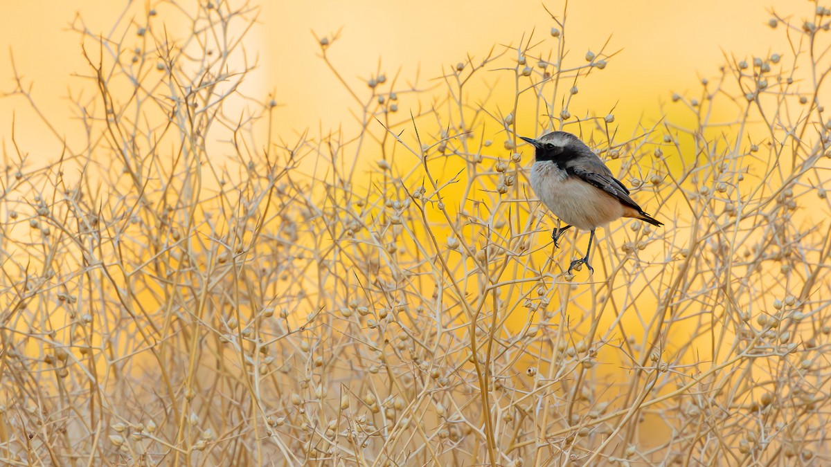 Kurdish Wheatear - ML646101647