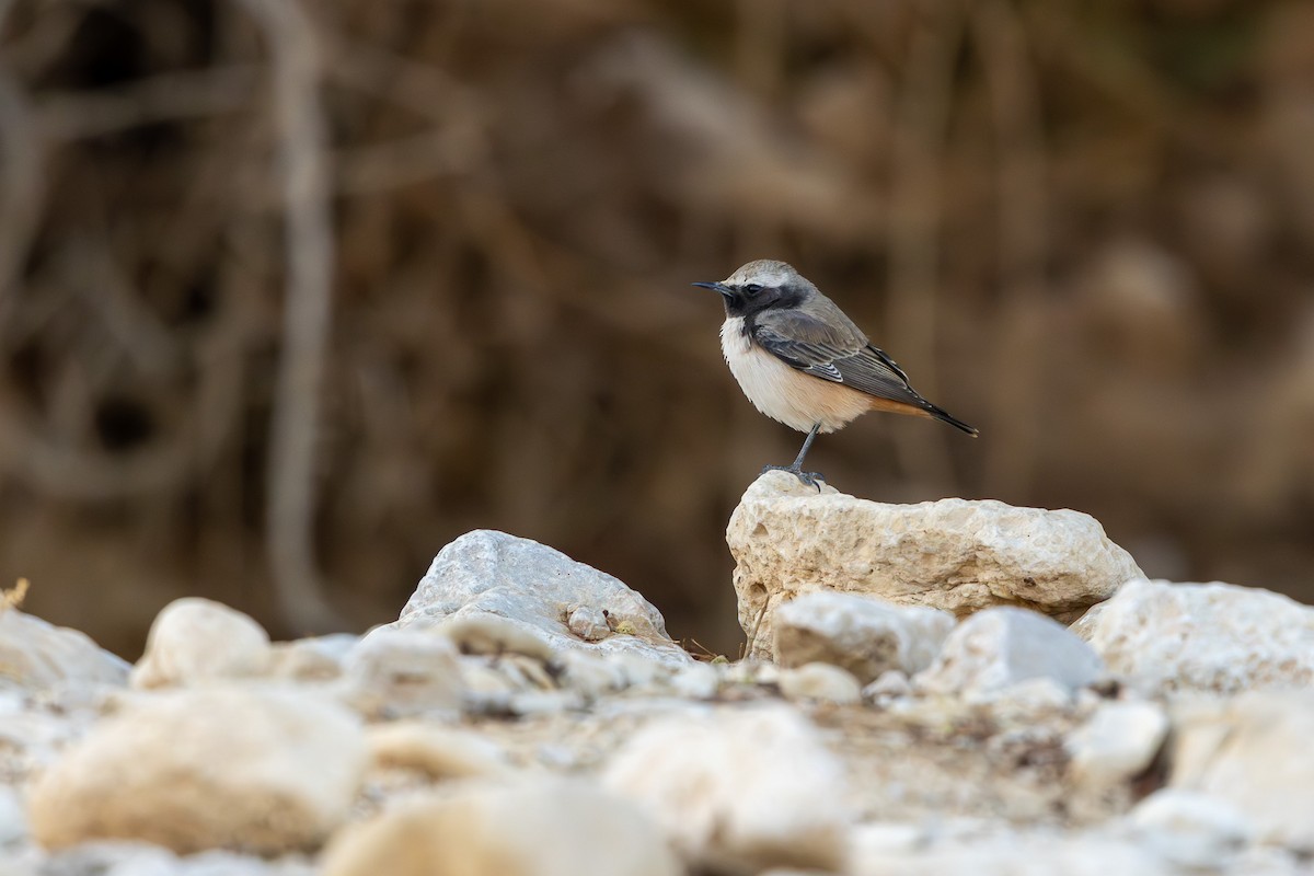 Kurdish Wheatear - ML646101649