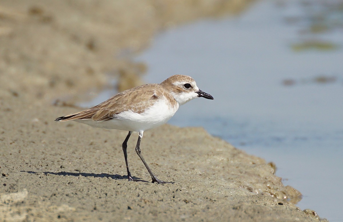 Tibet Cılıbıtı - ML646101651