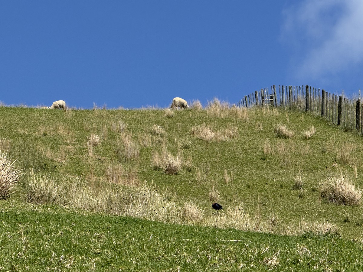 Australasian Swamphen - ML646101652