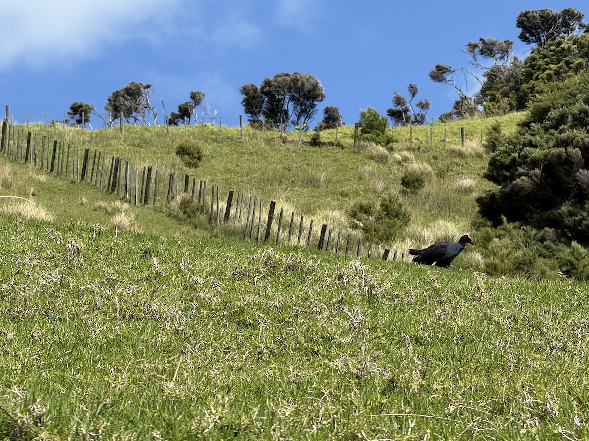 Australasian Swamphen - ML646101653