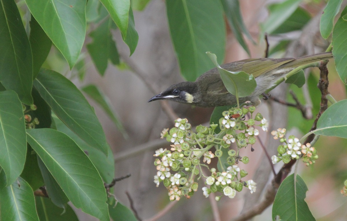 キミミミツスイ - ML646101654